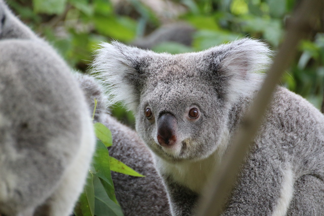 koala cute tree free photo