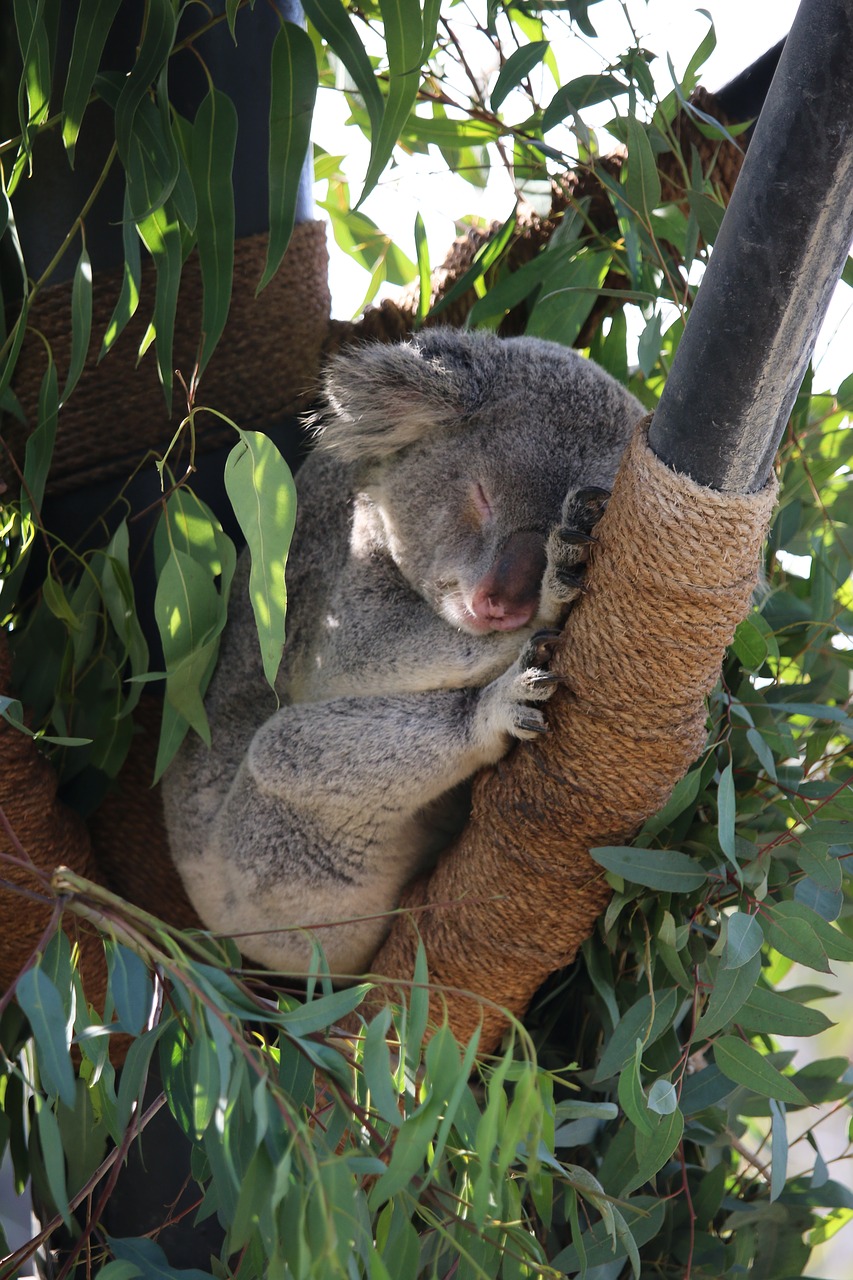 koala zoo san diego free photo