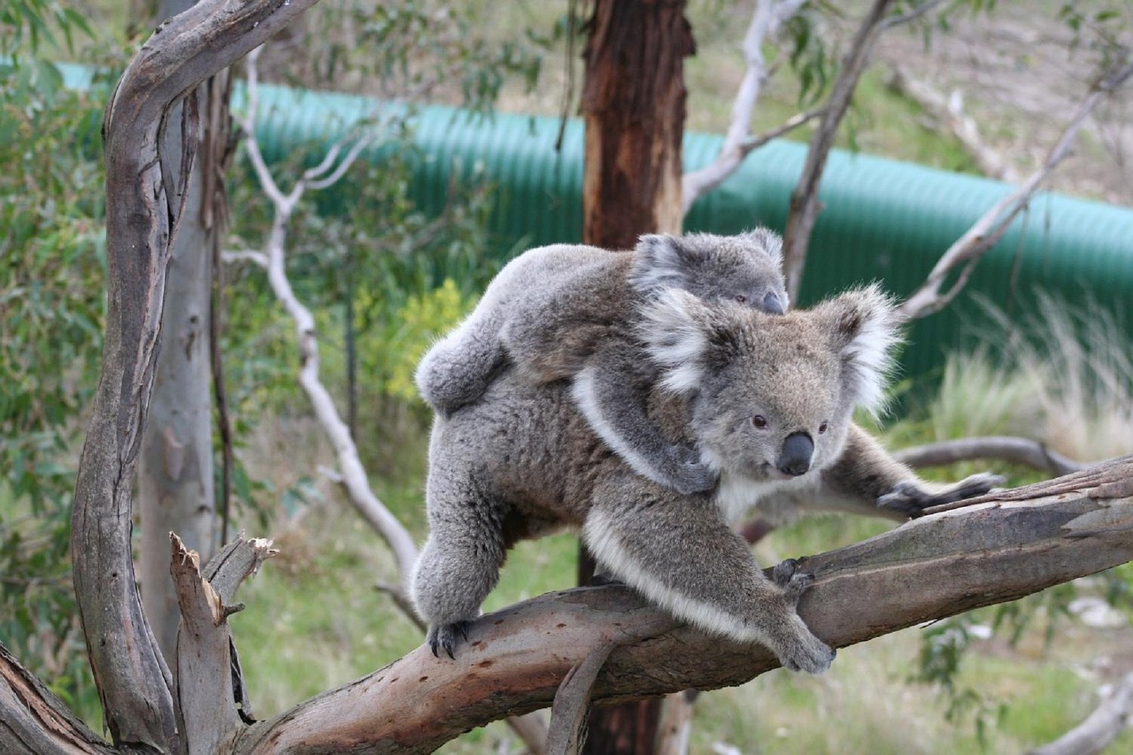 koala bears mother free photo