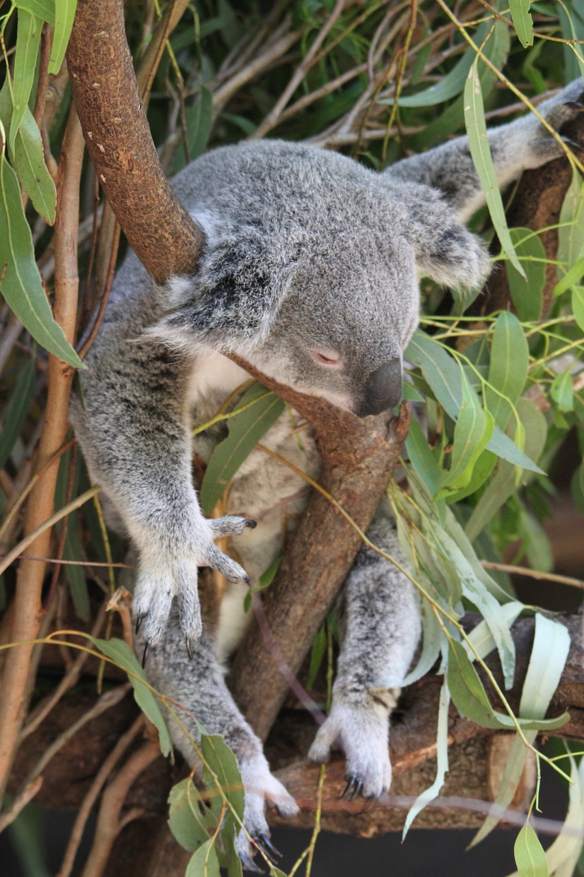 koala phascolarctos cinereus animal free photo
