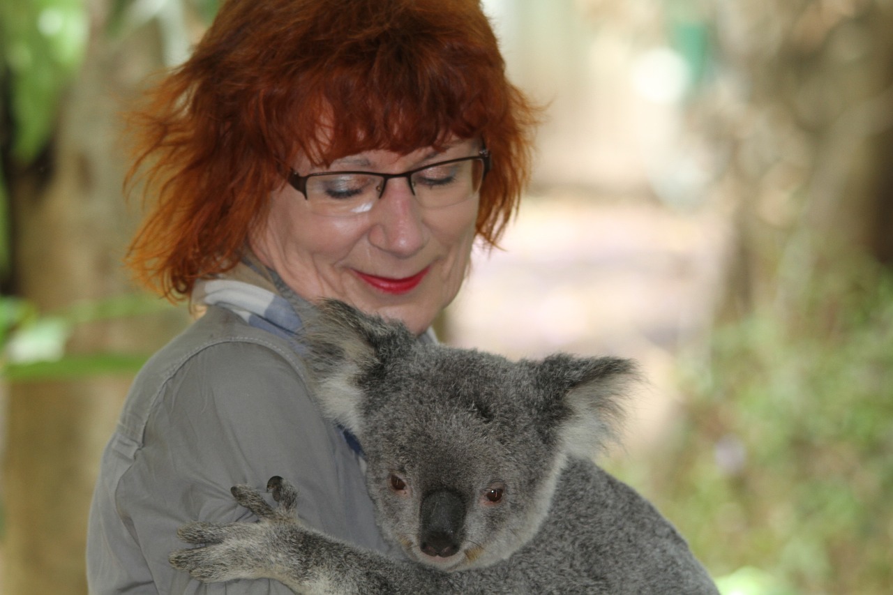 koala phascolarctos cinereus woman free photo