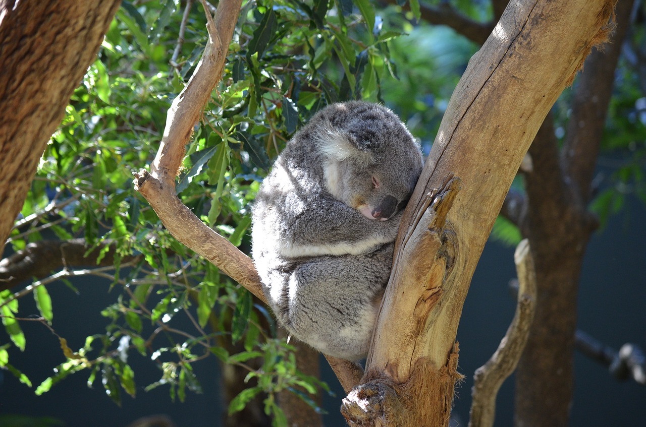 koala marsupial animal free photo