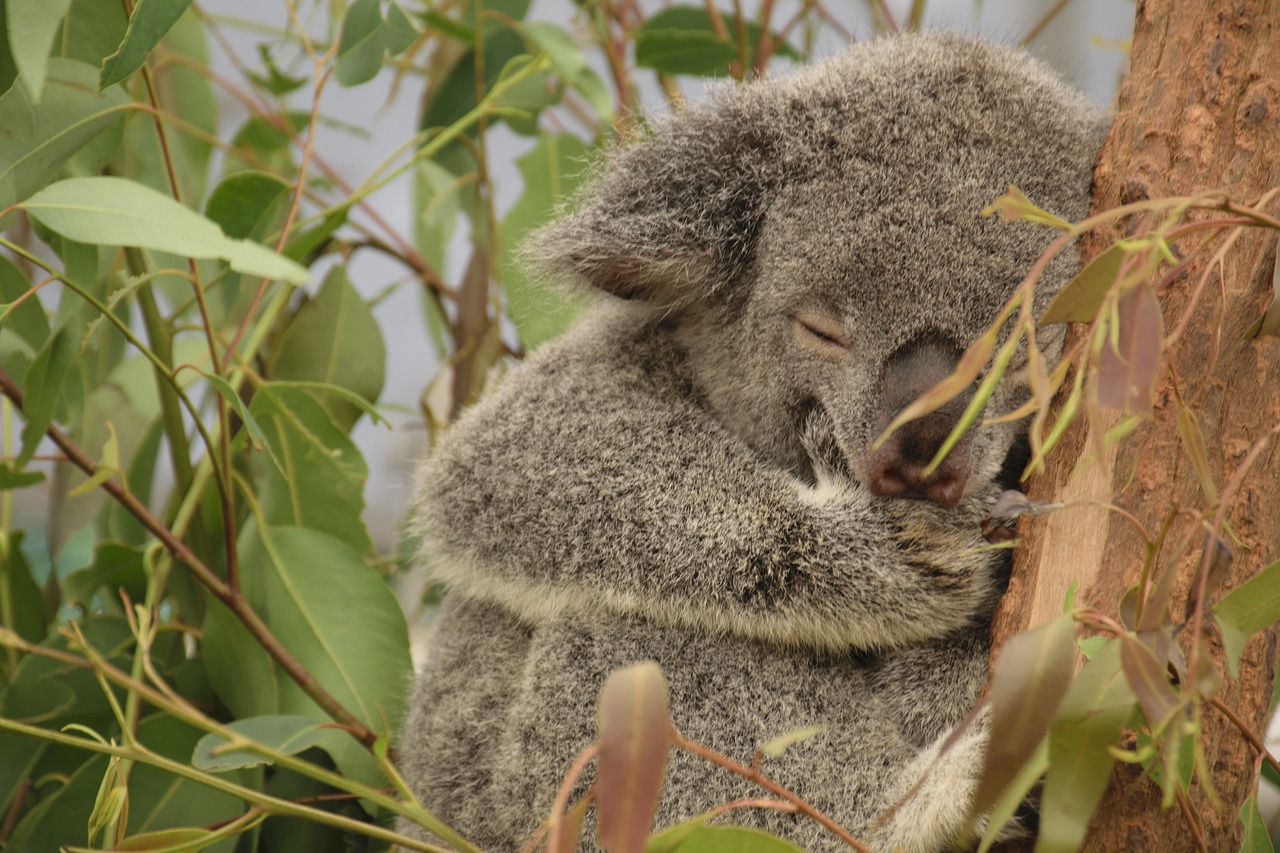 koala australia tree free photo