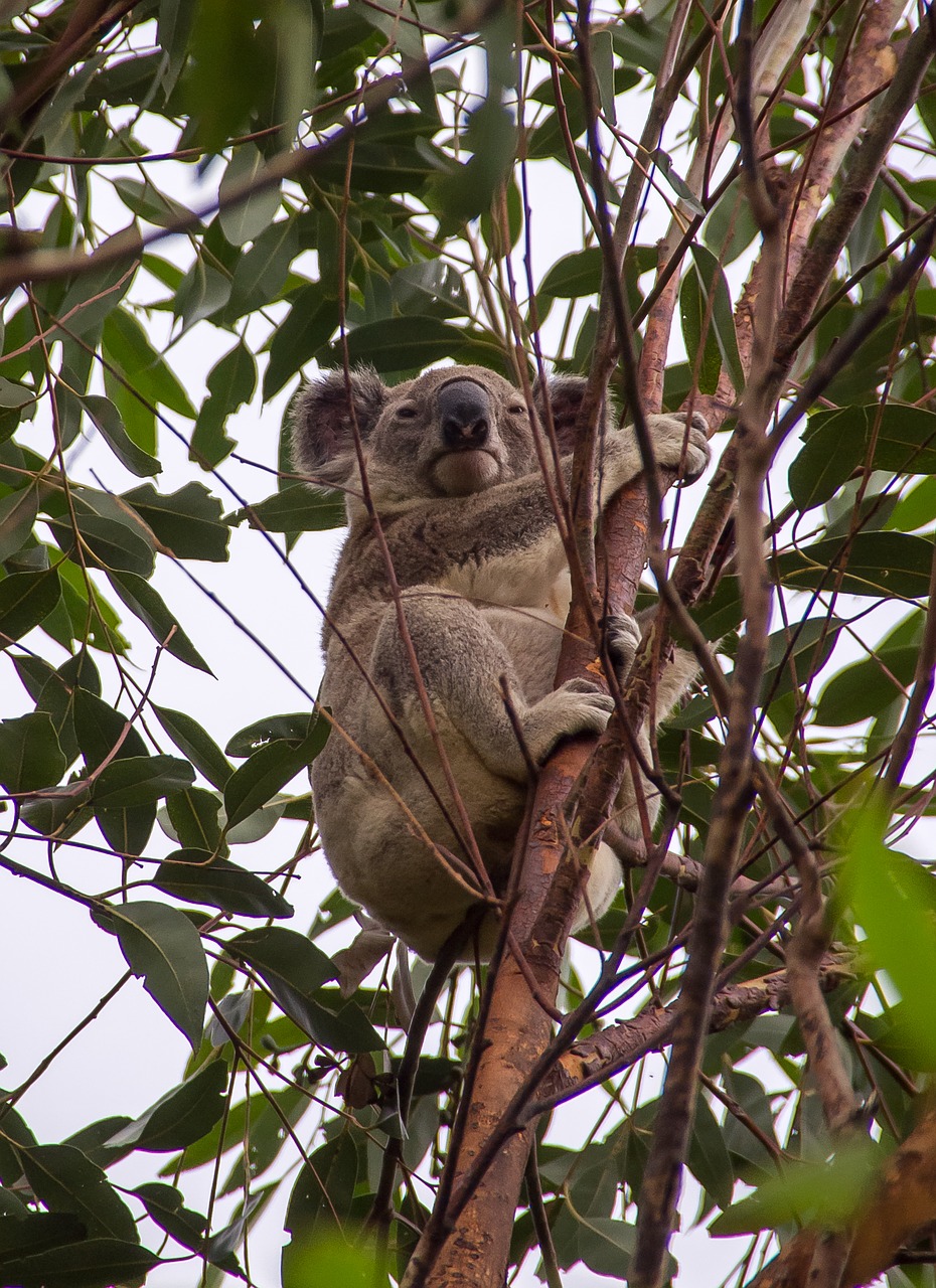 koala marsupial grey free photo