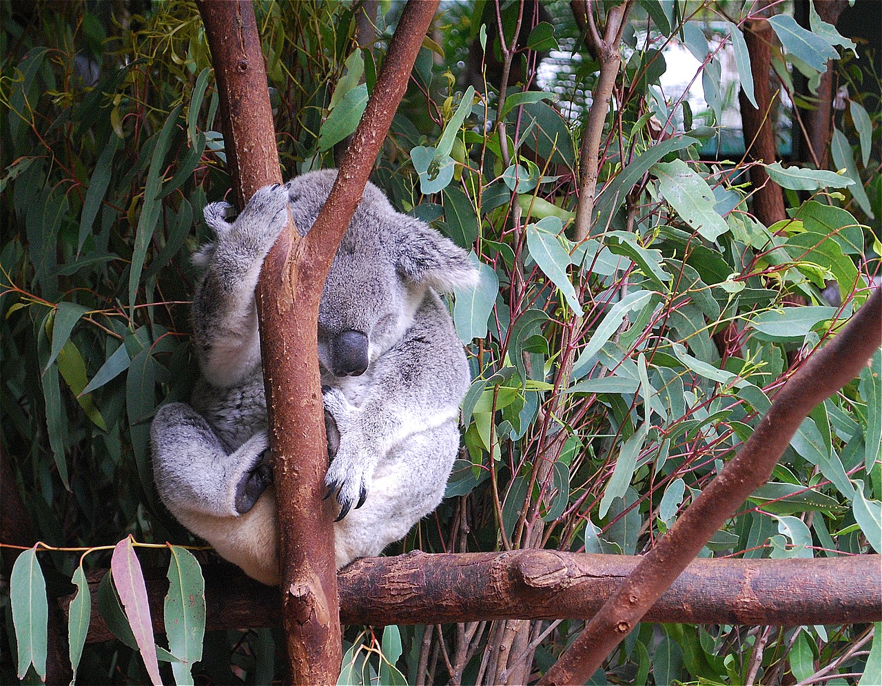 koala bear animal free photo