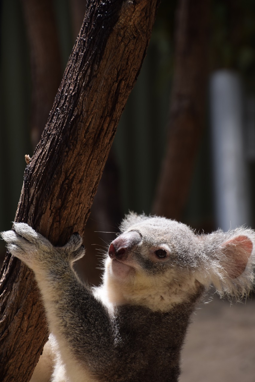 koala climbing australia free photo