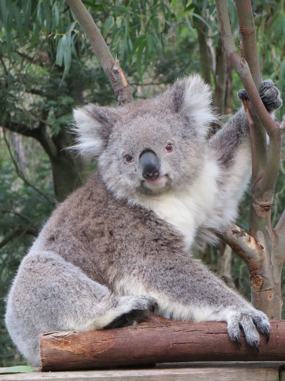 koala australia wildlife free photo