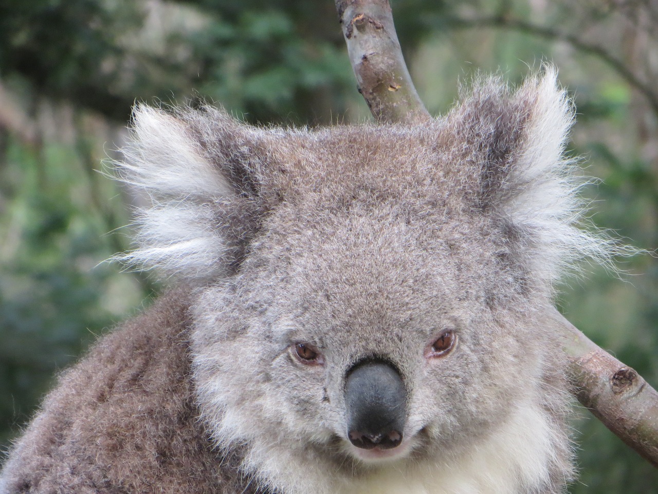 koala australia wildlife free photo