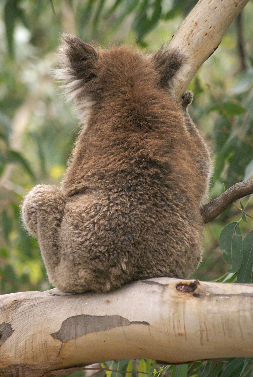 koala koala bear australia free photo