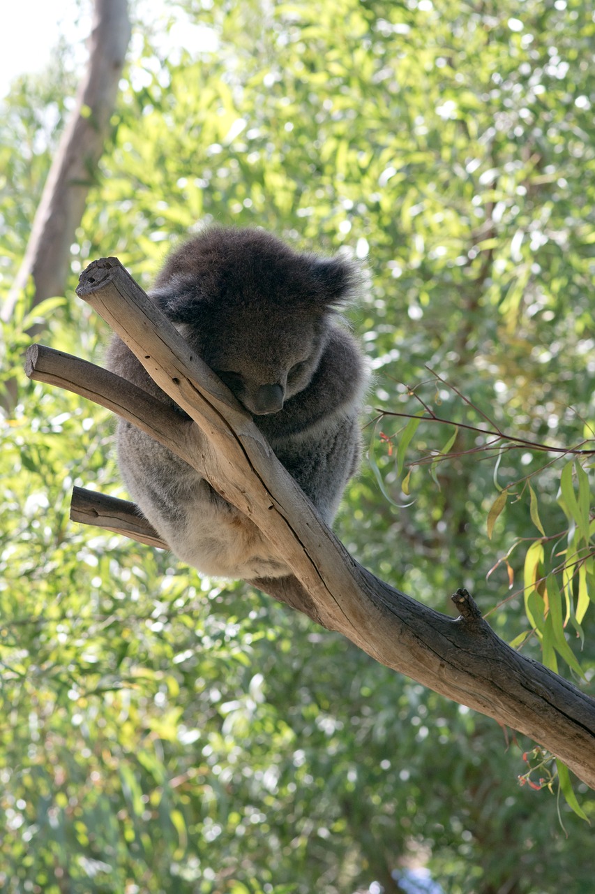 koala koala bear bear free photo