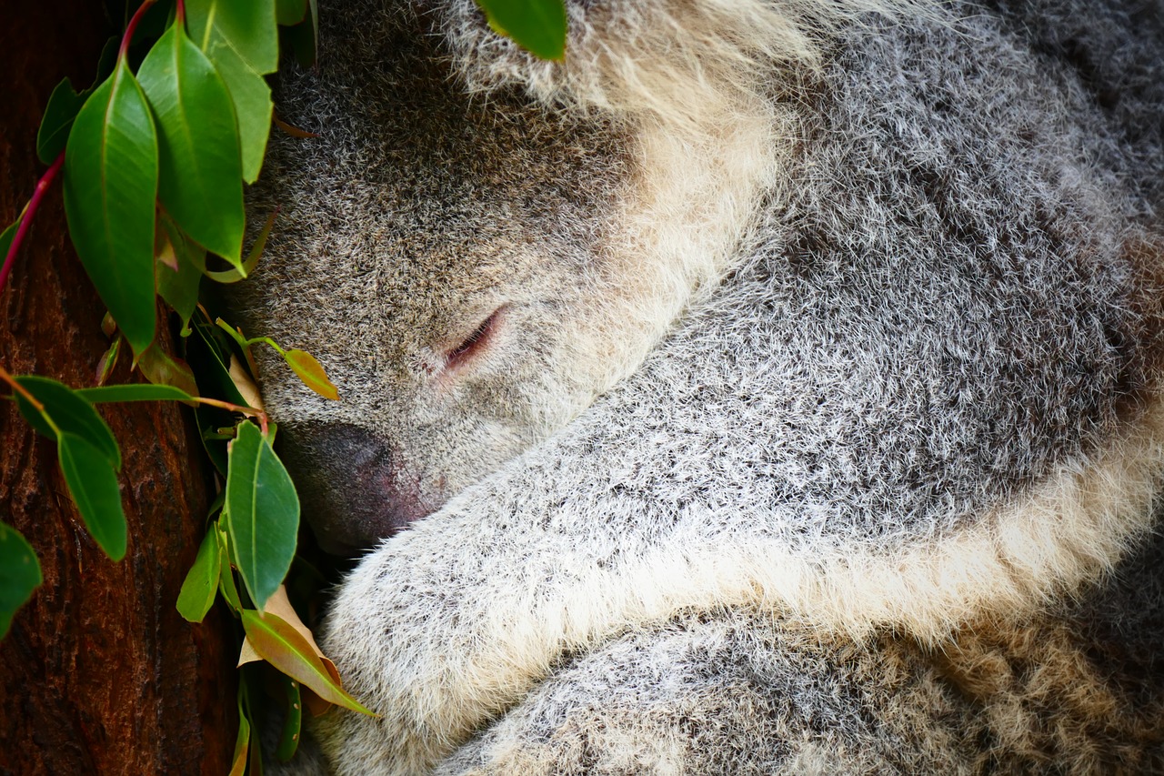 koala australia sleep free photo