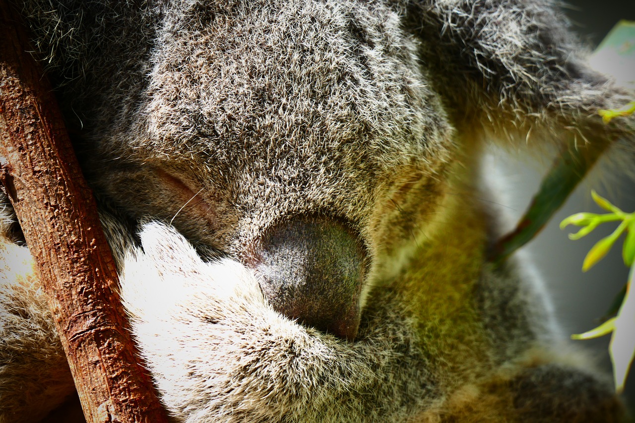 koala australia cute free photo