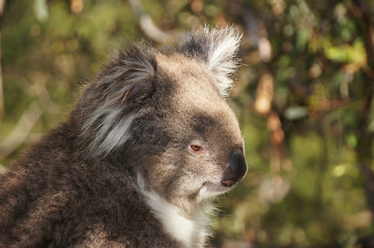 koala australia koala bear free photo