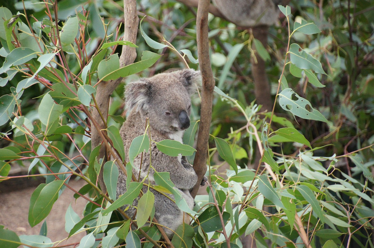 koala australia koala bear free photo