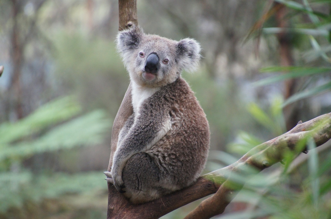 koala australia koala bear free photo