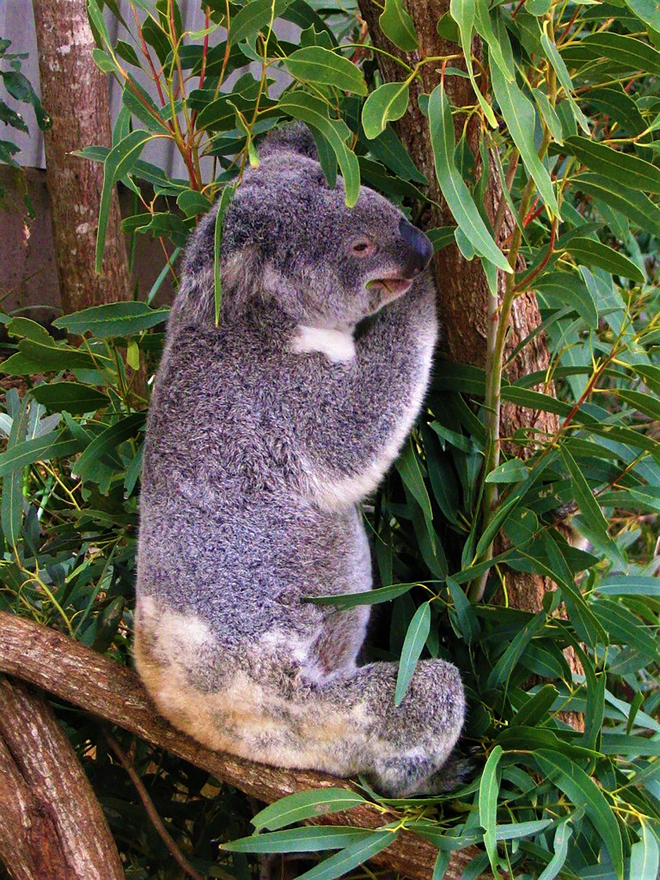 koala australia animal free photo