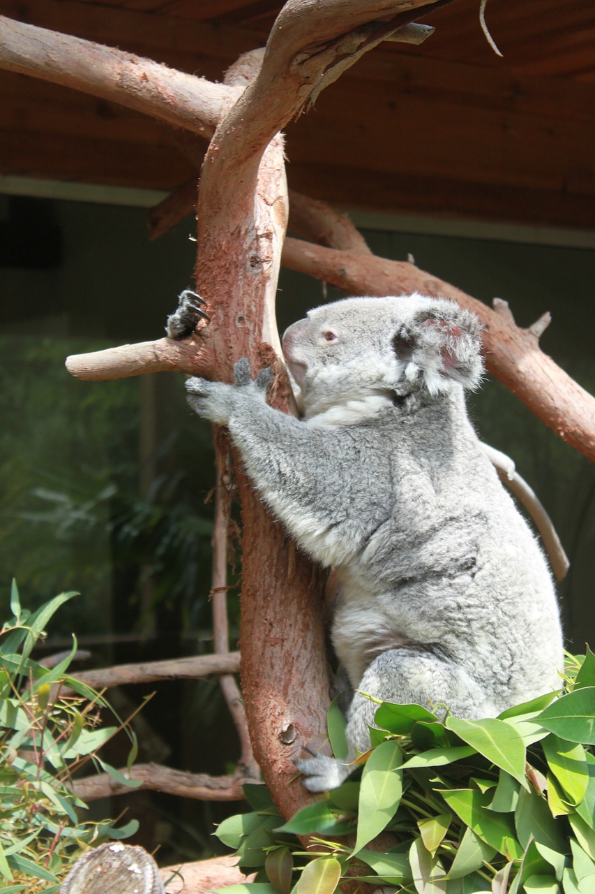 koala bear cute free photo