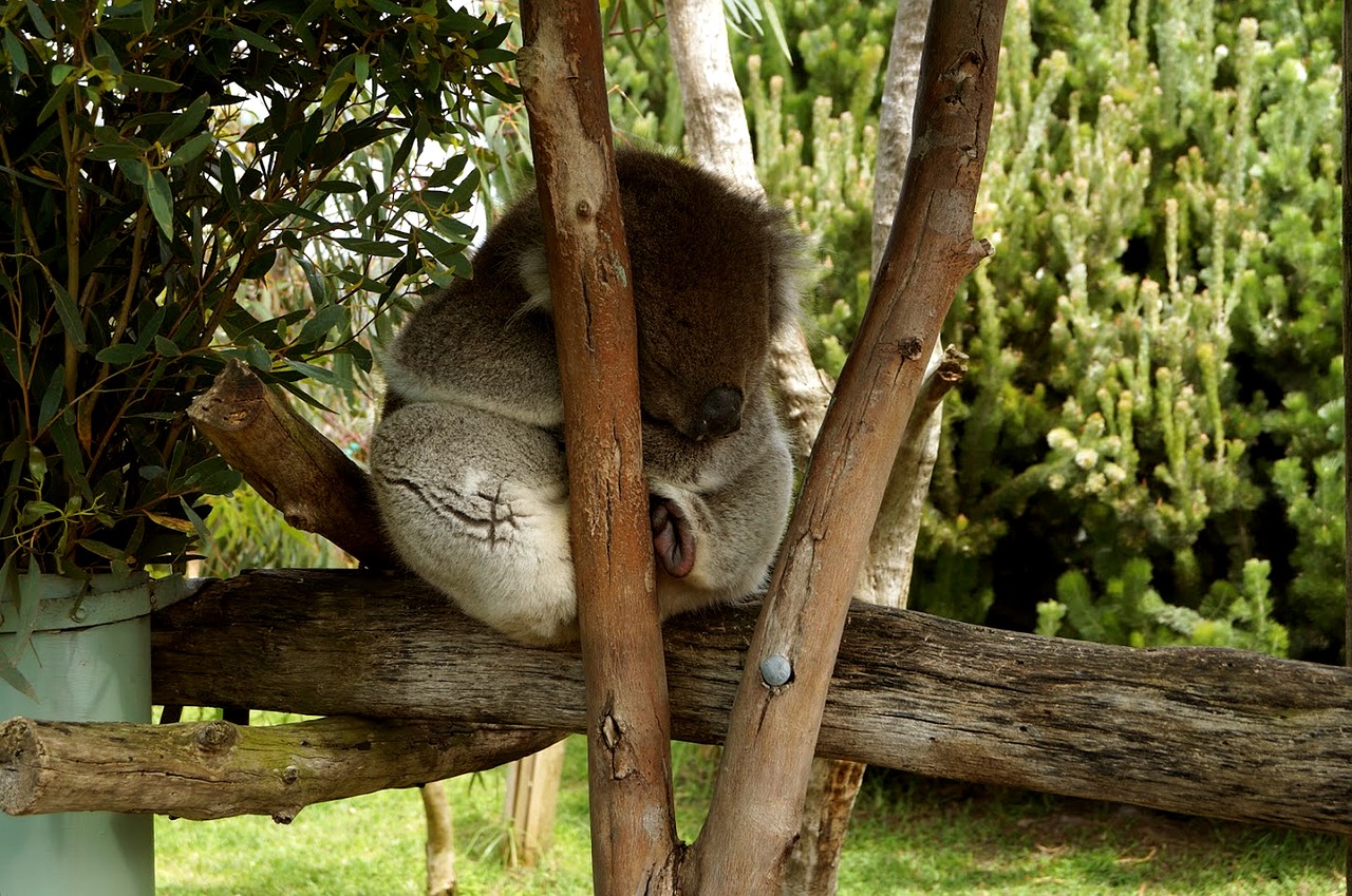 koala tree cute free photo