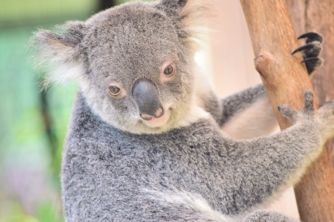 koala nature wildlife free photo