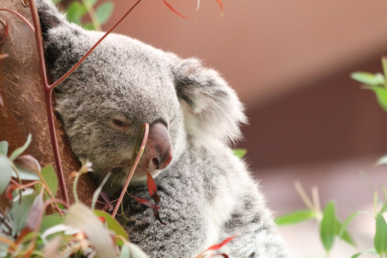 koala bear australia free photo