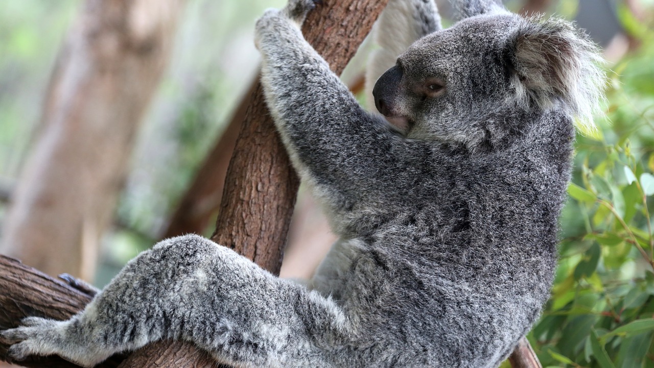 koala koalas tightened the tree free photo