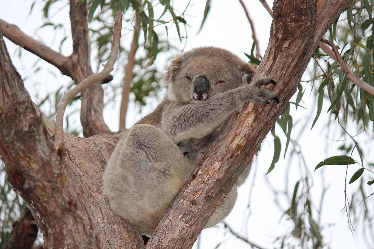 koala animal marsupial free photo