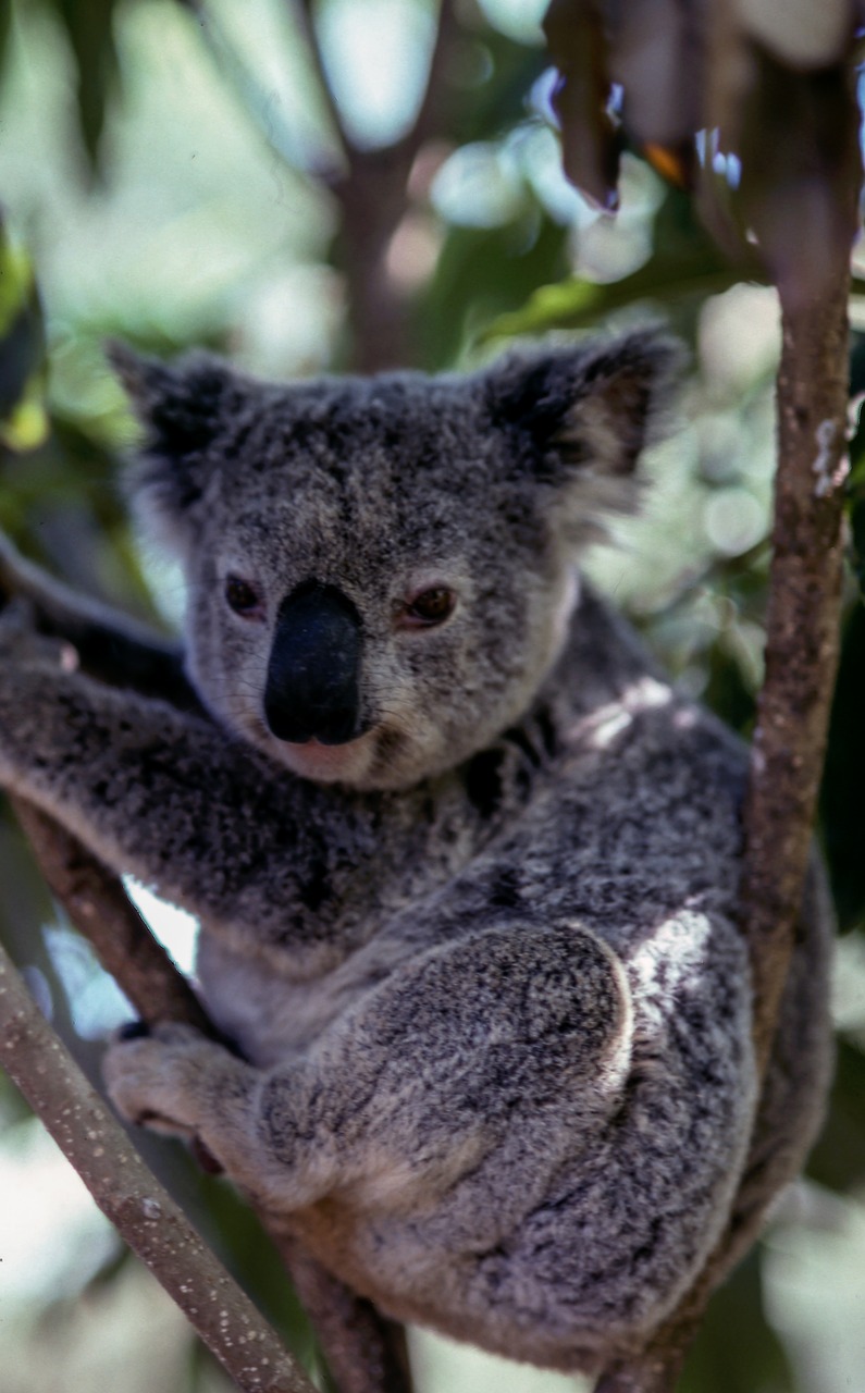 koala animal wildlife free photo