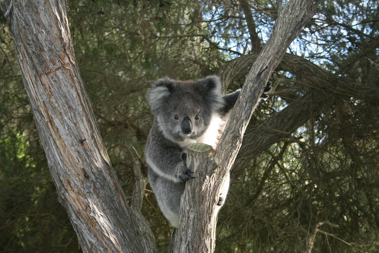 koala australia cape otway free photo