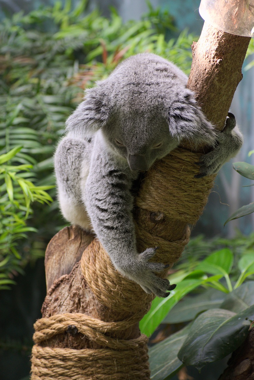 koala animal wildlife free photo