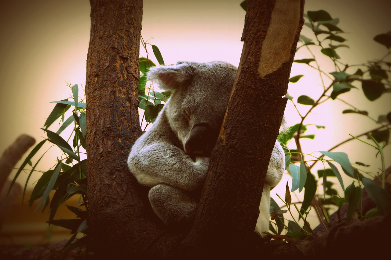 koala animal nature free photo