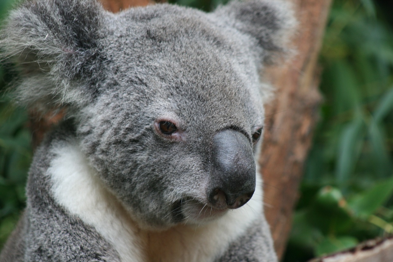 koala bear marsupial free photo
