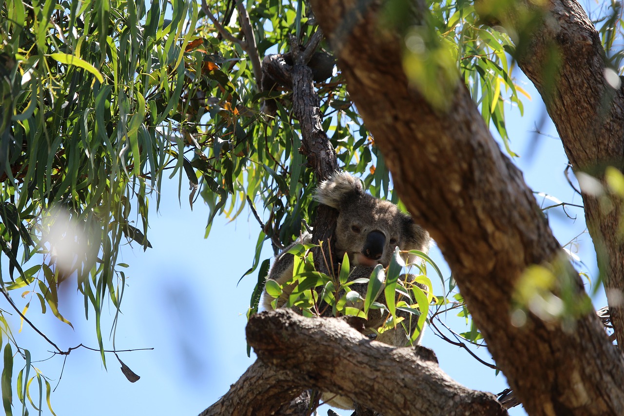 koala tree gum free photo
