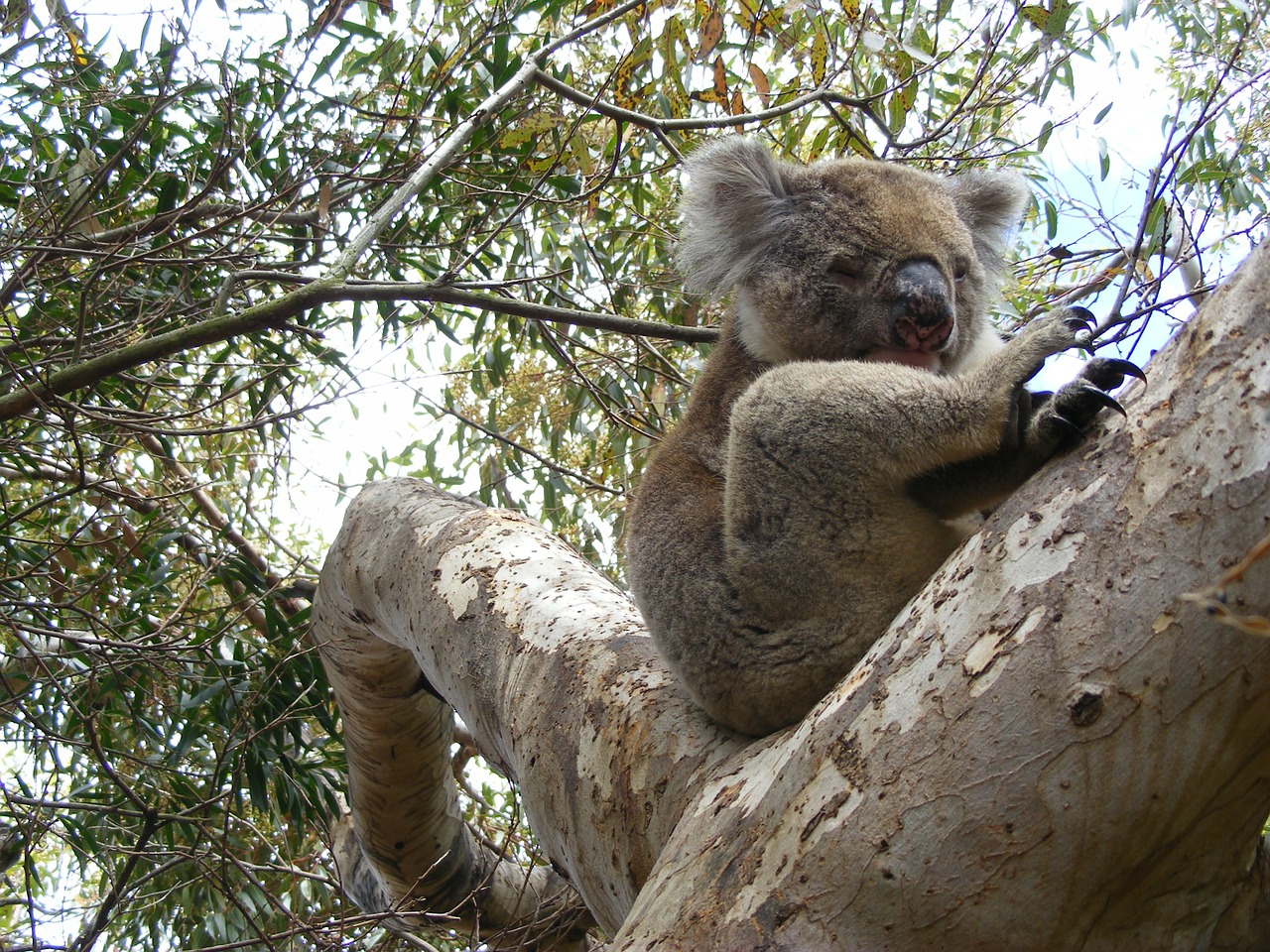 koala eucalyptus sleep free photo