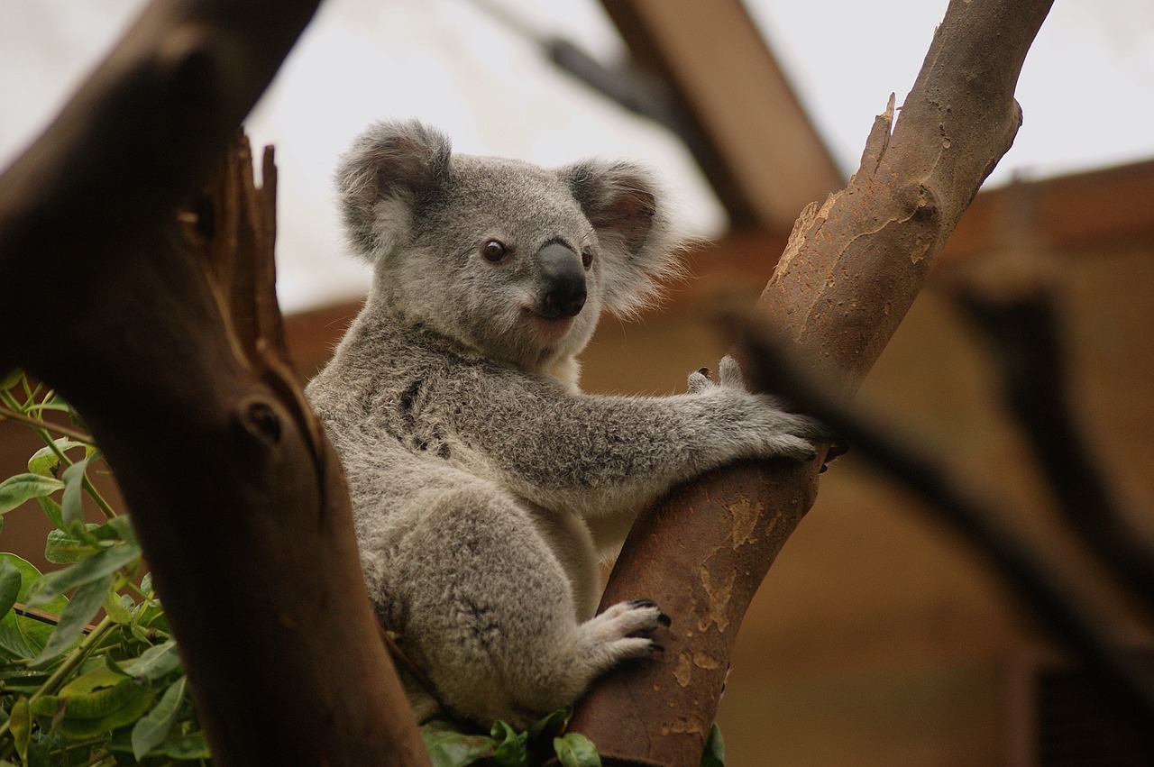 koala animal animals free photo