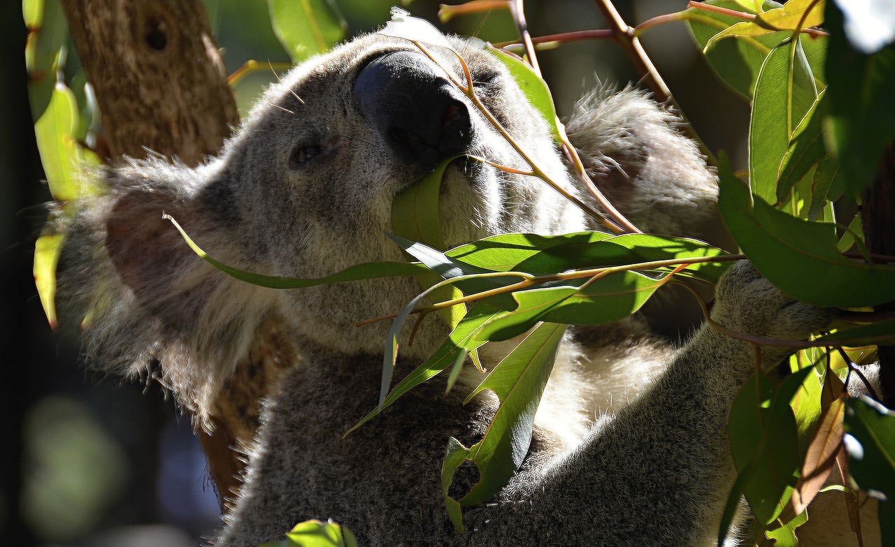 koala australia animals free photo