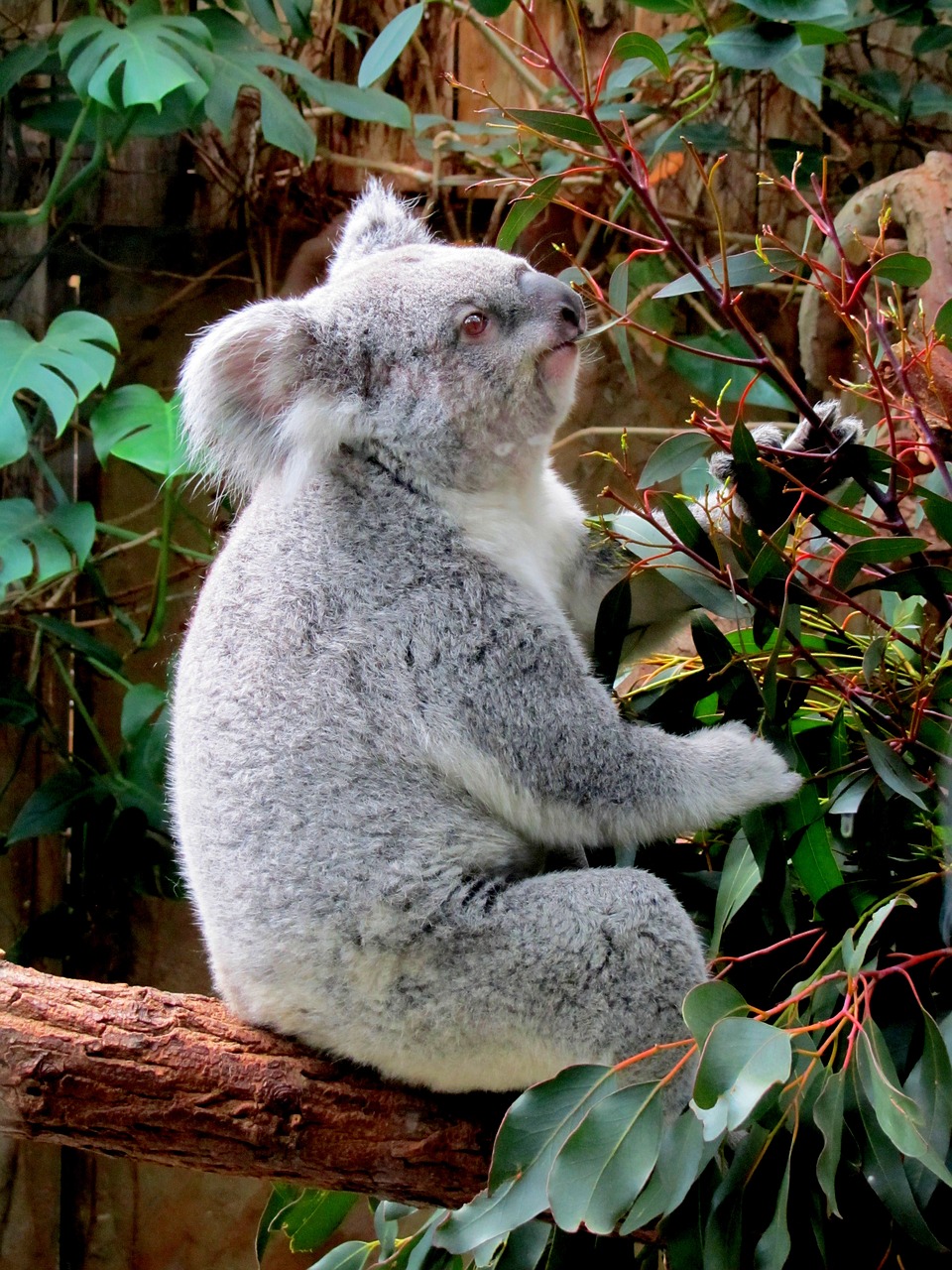 koala zoo purry free photo