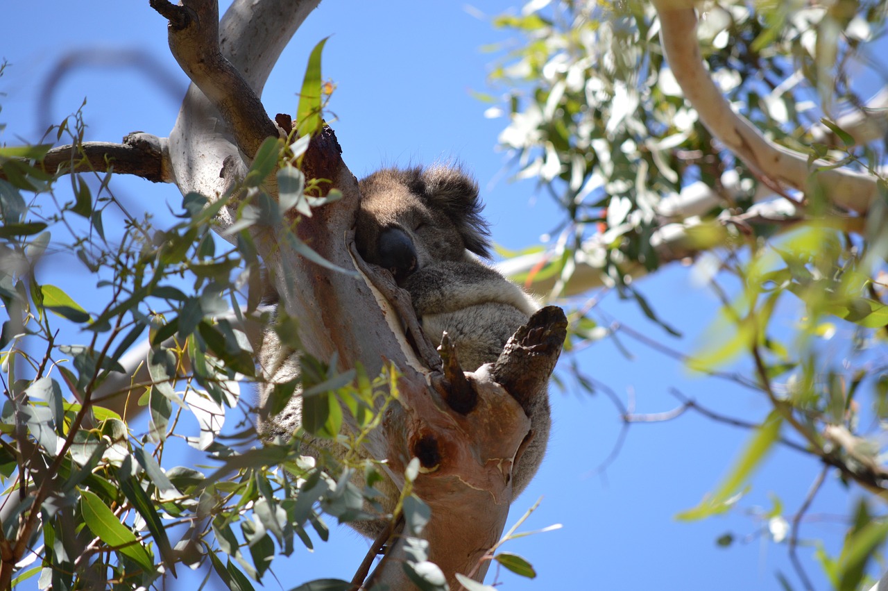 koala australia marsupial free photo