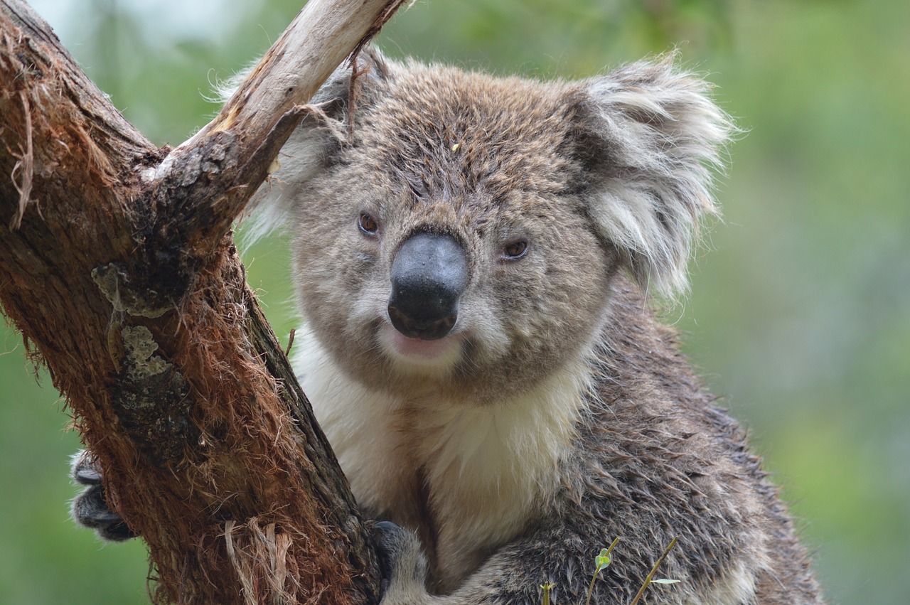 koala australia marsupial free photo