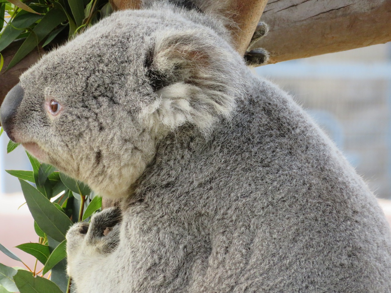 koala  san diego zoo  marsupial free photo