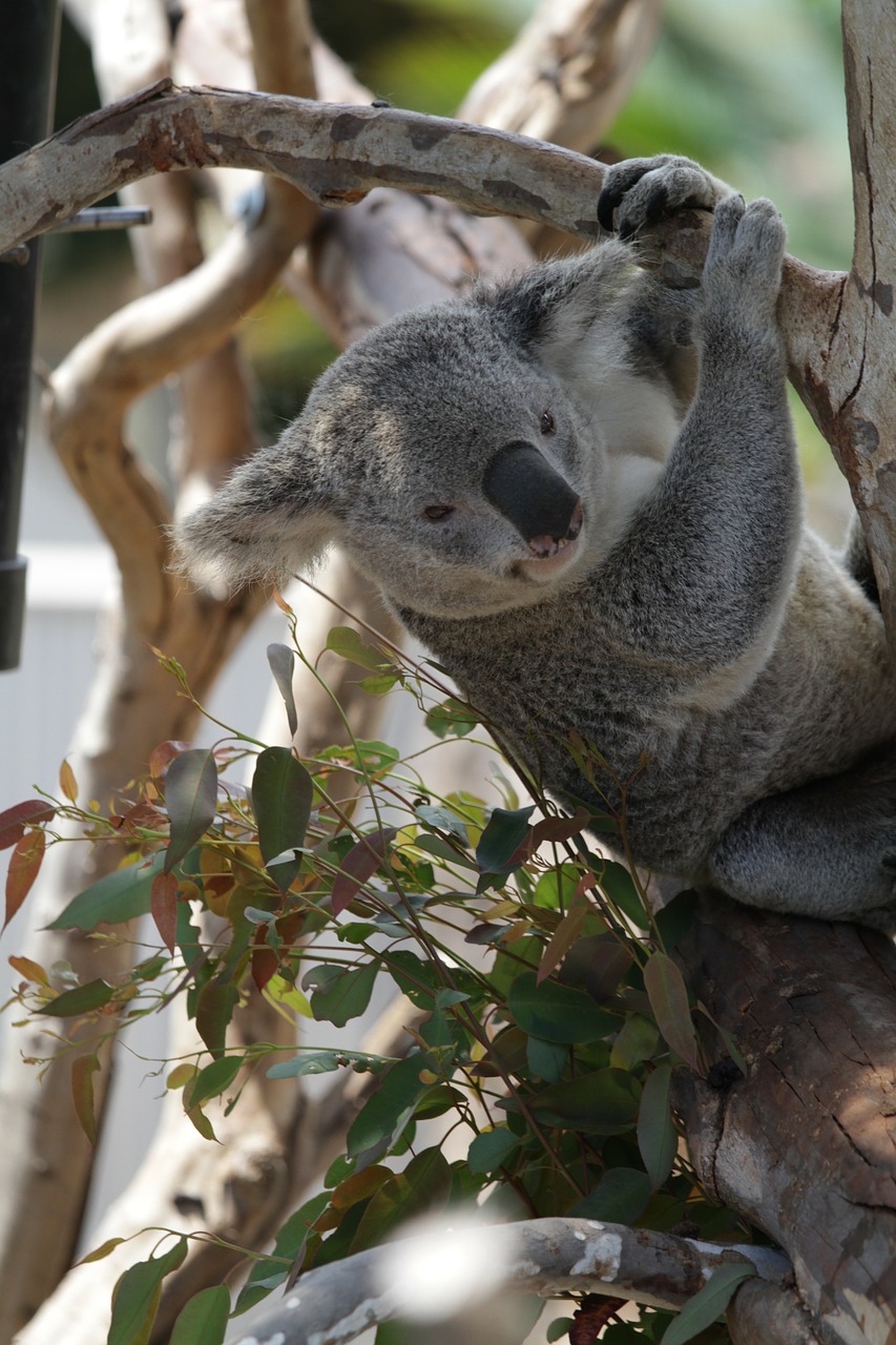 koala close-up fur free photo