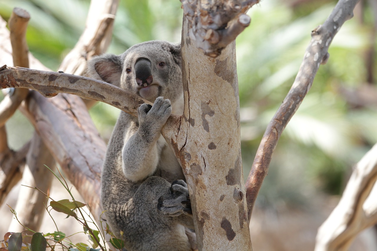 koala marsupial animal free photo