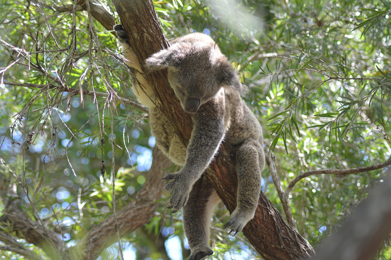 koala  sweet  cutesy free photo