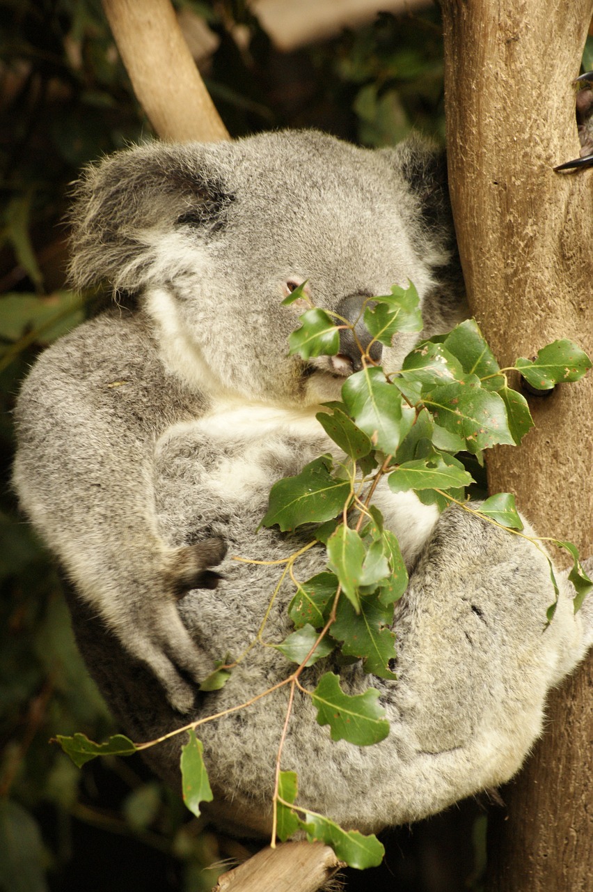 koala  koala bear  eucalyptus free photo