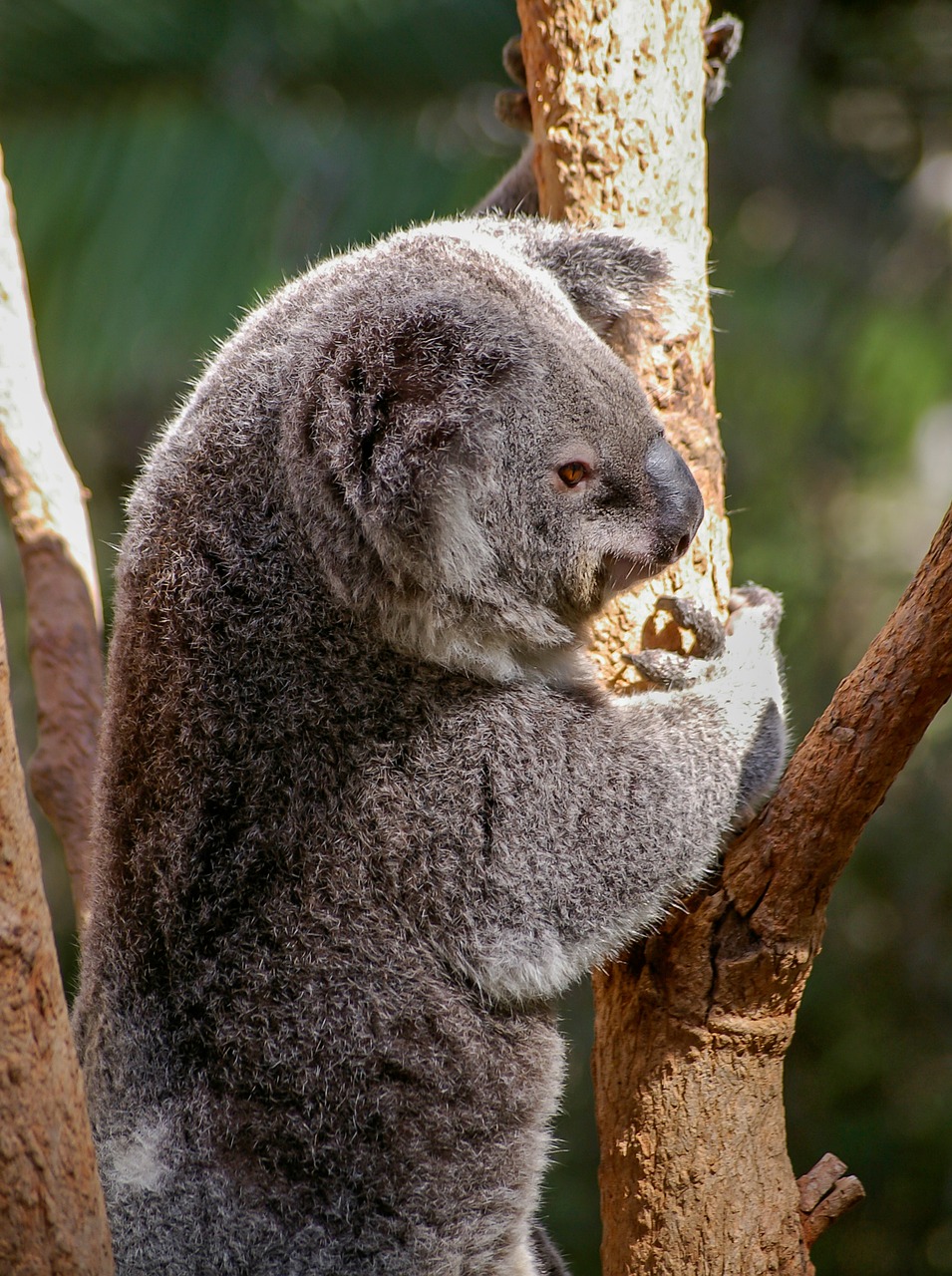 koala  bear  marsupial free photo