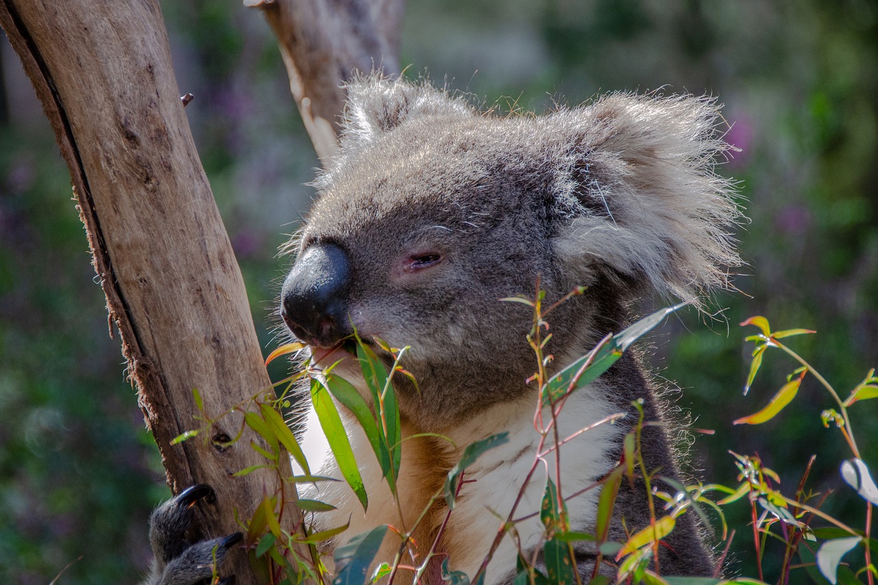 koala  marsupial  animal free photo