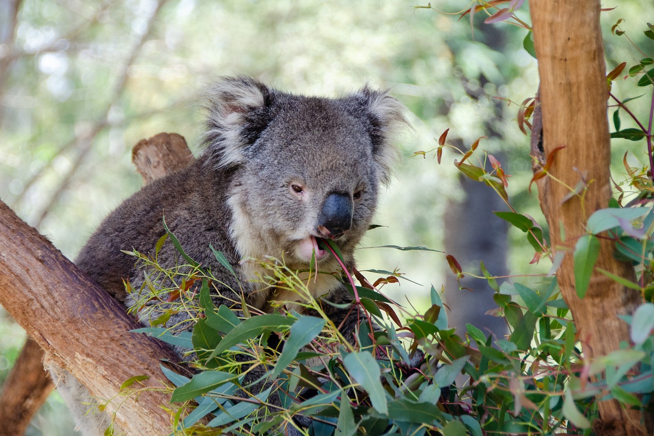 koala  mammal  marsupial free photo