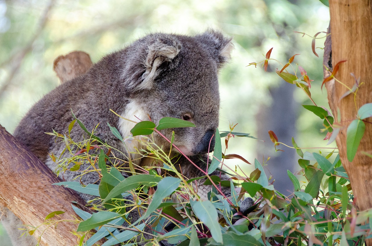 koala  mammal  marsupial free photo