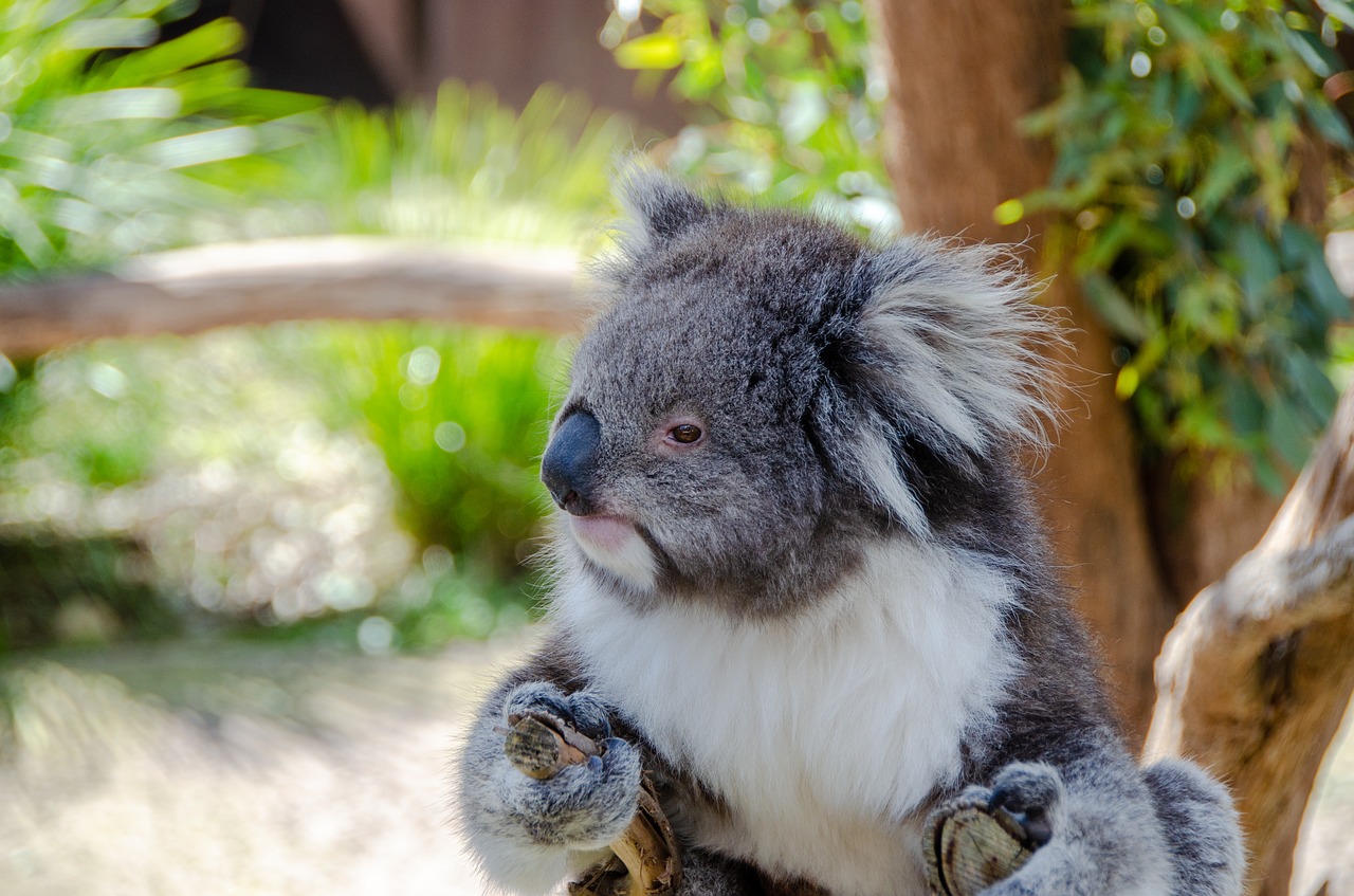 koala  mammal  marsupial free photo