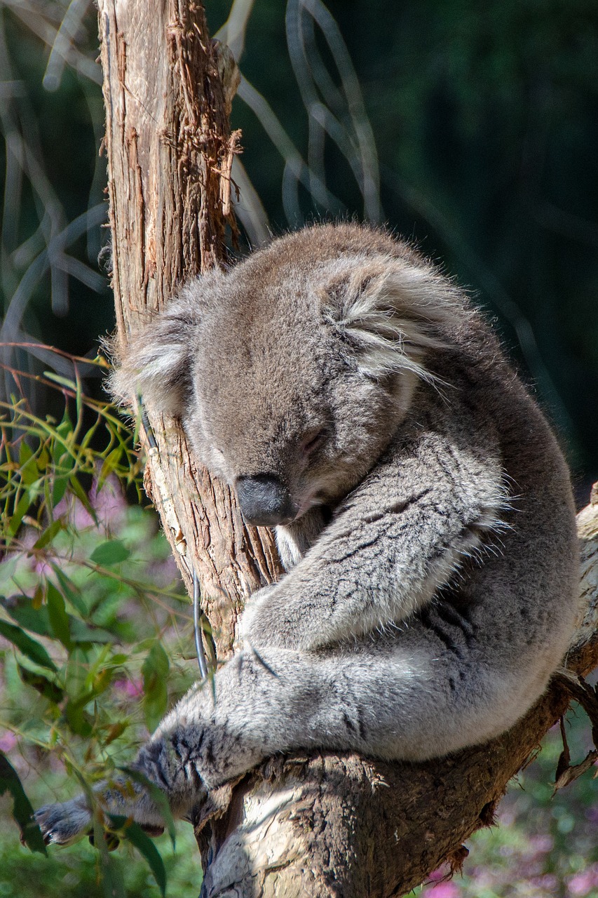 koala  marsupial  mammal free photo