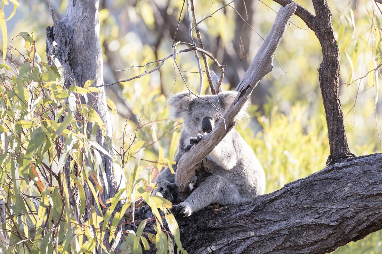 koala  nature  animal free photo